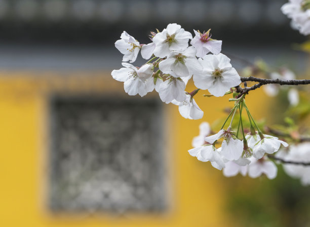 庭院樱花