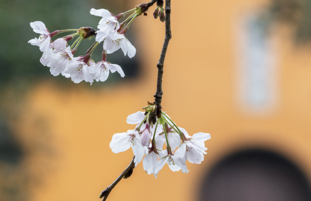 庭院樱花