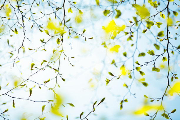 树木黄叶