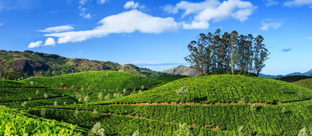 蓝天白云茶园景