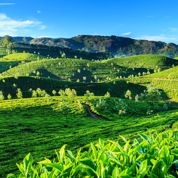 蓝天白云茶园景