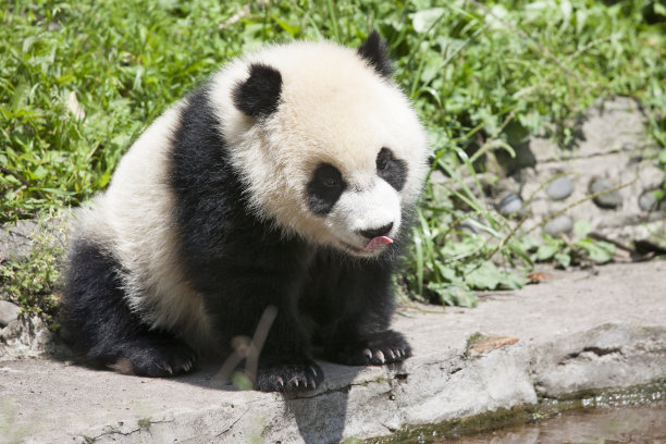 安详的熊猫
