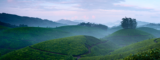 蓝天白云茶园风景图片