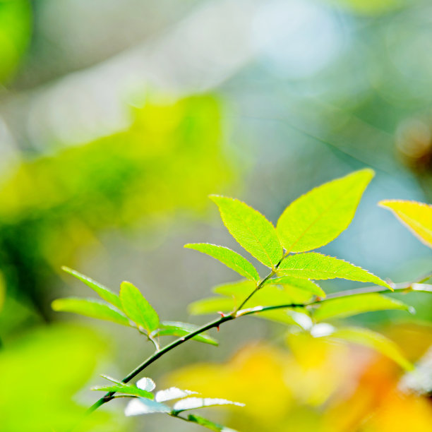 清新,叶子,选择对焦,美,留白,新的,枝繁叶茂,无人,美人,夏天