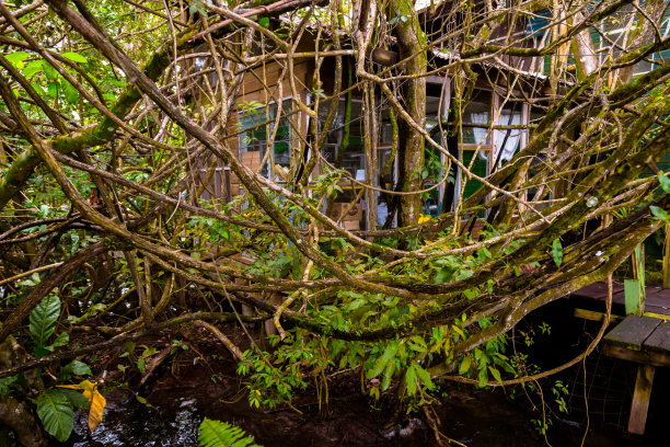 树林里的小屋