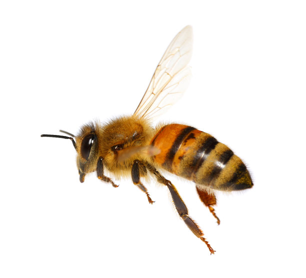 bee