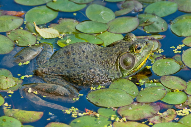 牛蛙,美国牛蛙,国家野生动物保护区