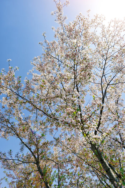 桃花,樱花,梨花