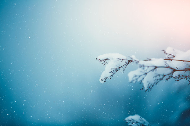 雪景树枝