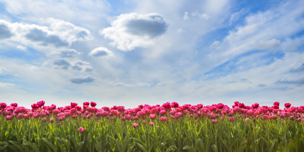 春天粉红色的郁金香花