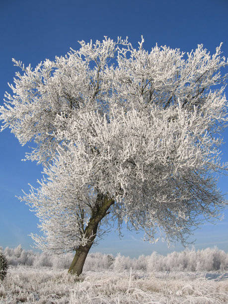 梨花落雪