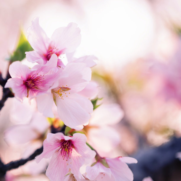 粉色桃花树