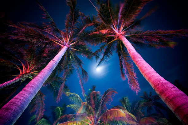 椰子树霓虹灯