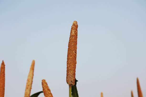 小米丰收季节