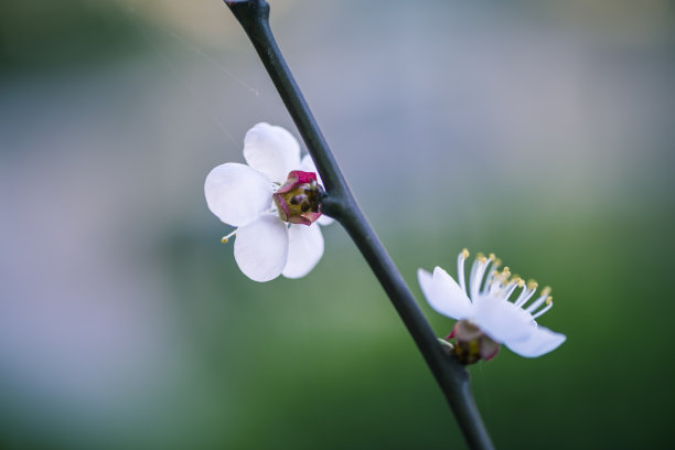 桃花梅花背景图