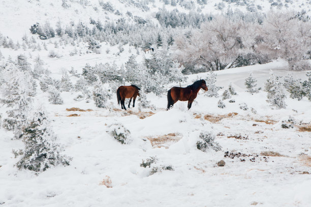 冬天的马群