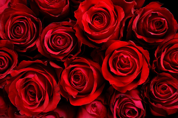 红色玫瑰花礼品盒