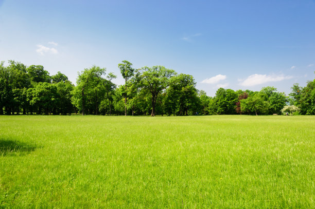 公园草地绿树