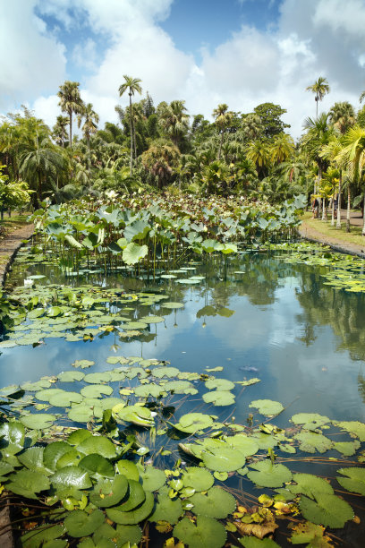 毛里求斯植物园