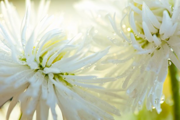 菊花上的露水