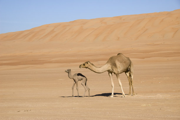 两头骆驼