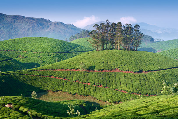 蓝天白云茶园景