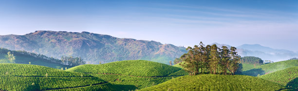 蓝天白云茶园景