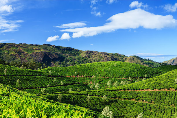 蓝天白云茶园景