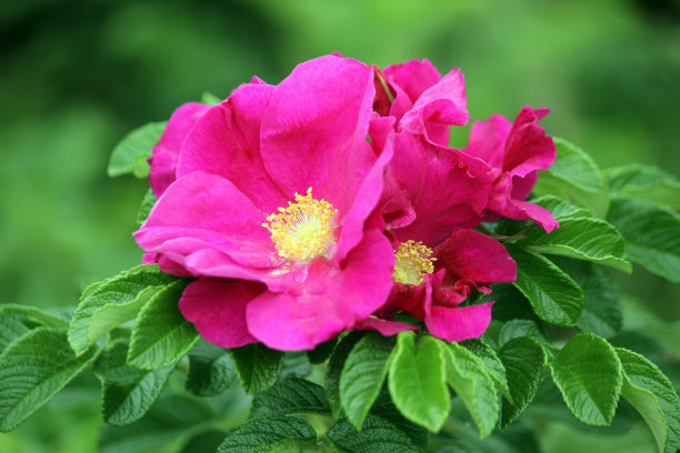 rugosa