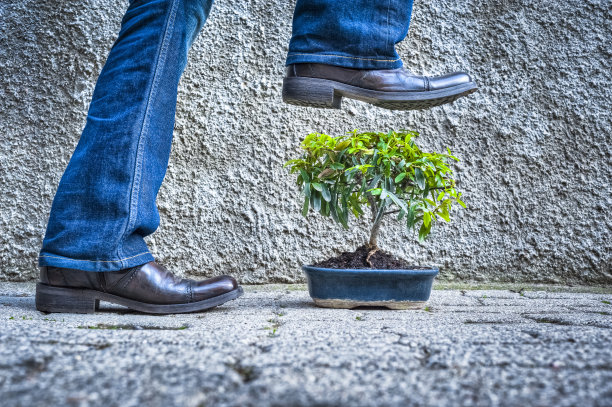 踩踏植物