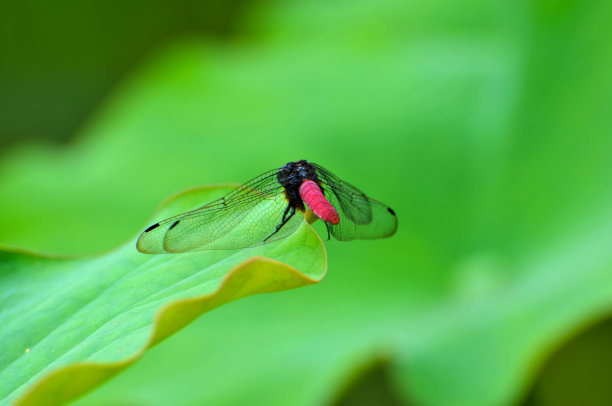 莲藕蜻蜓