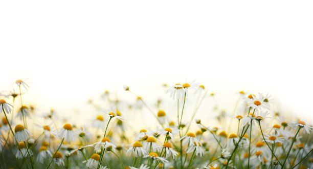 黄色野菊花