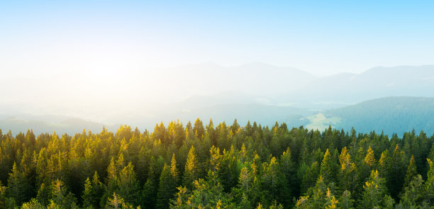 深山树木风景