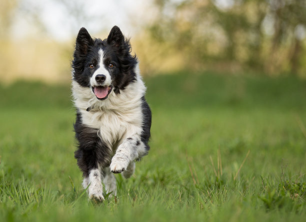 边境牧羊犬