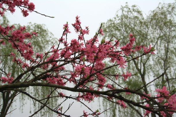 春雨西湖