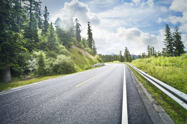 道路树木