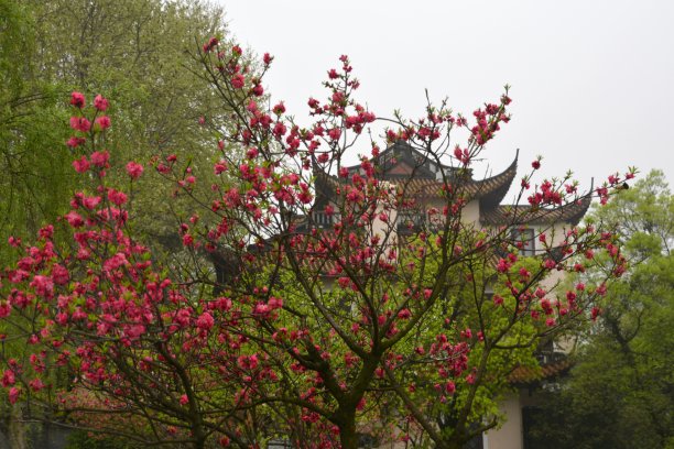 春雨西湖