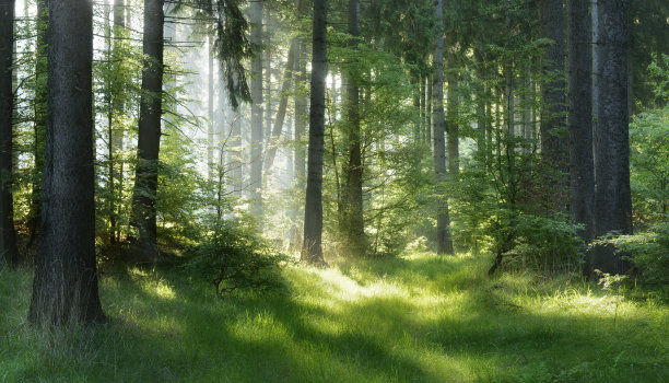 森林中的阳光
