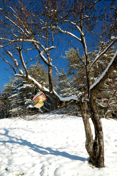 梨花落雪