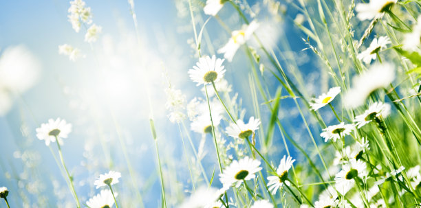 野花,,小花,野菊花