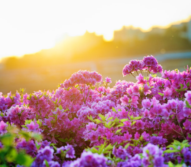 杜鹃花城