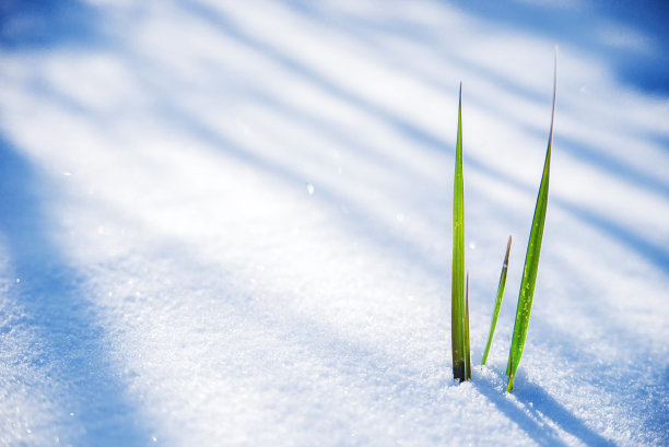 雪和植物