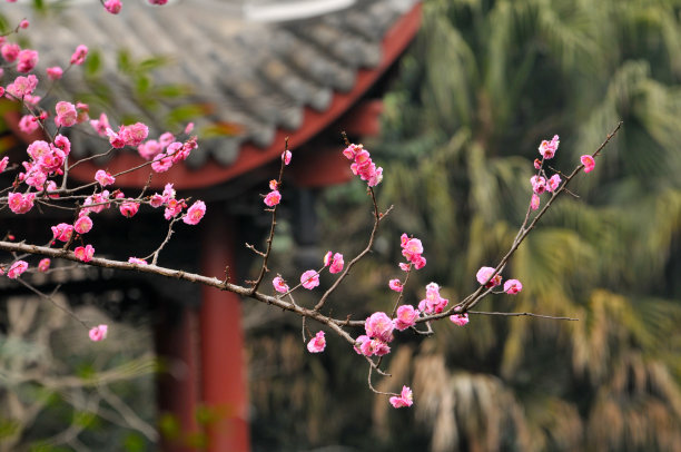 嫩枝枝芽