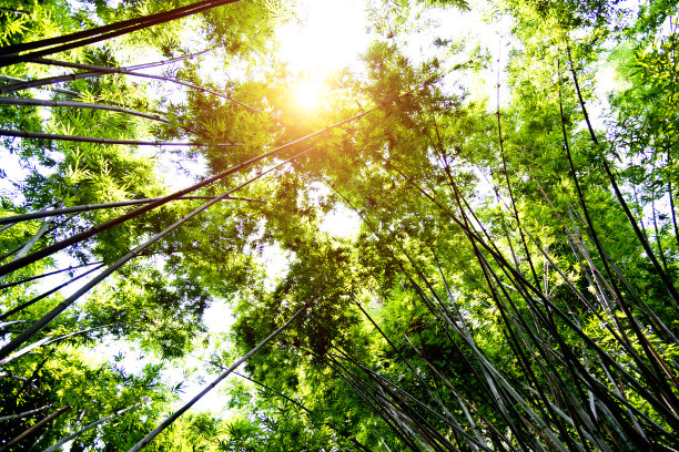 夏日乡间的竹林