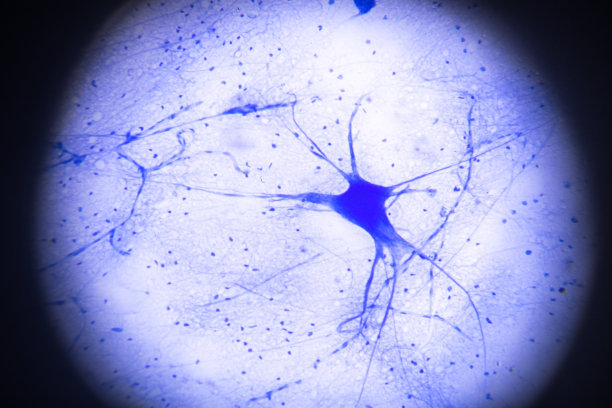 神经元 