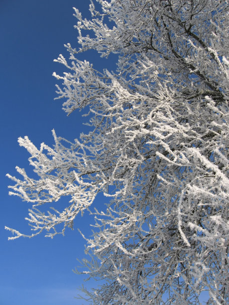 梨花落雪