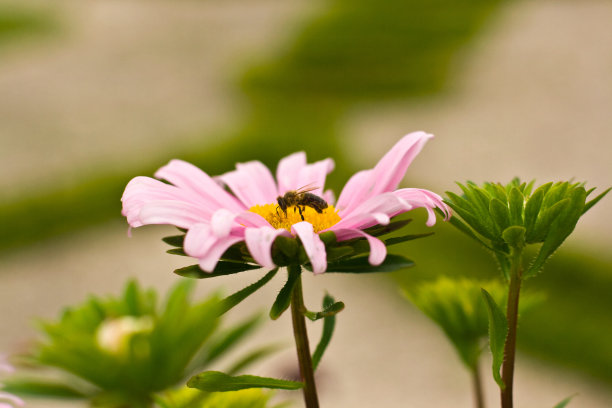 雏菊花蜂王浆