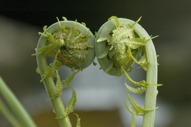 蕨类植物2