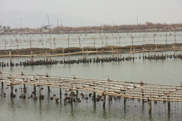 牡蛎养殖场