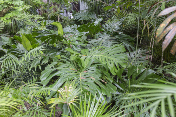 热带植物槟榔
